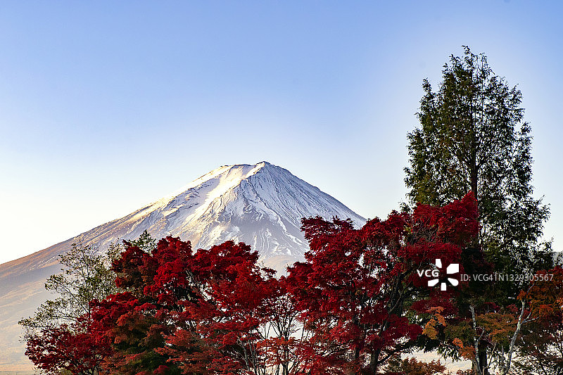 日本川口湖的富士山和秋天的红枫图片素材