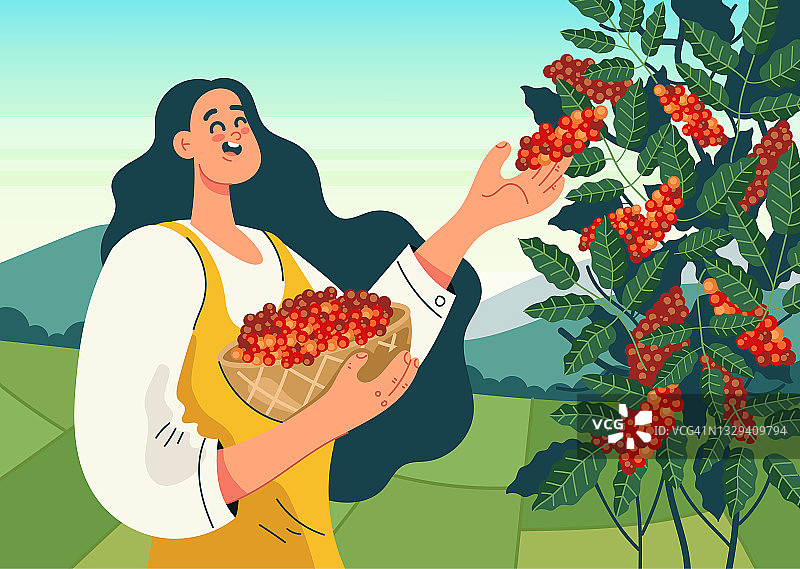 女工性格收获咖啡豆。咖啡种植园生产概念。矢量平面卡通设计插图图片素材