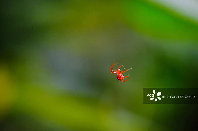 在卢旺达的尼永格森林国家公园，一只小红蜘蛛悬挂在它的网上图片素材