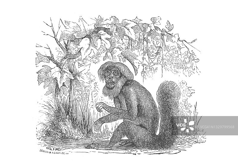 一个撒旦Saki猴子，坐在地上，古董雕刻插图图片素材