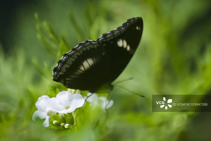 黑蝴蝶栖息在茂盛的叶子中的白色花朵上图片素材