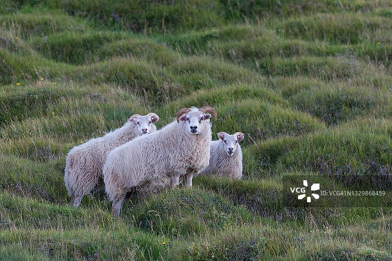 冰岛北部Skagafjoerdur家羊(绵羊)图片素材
