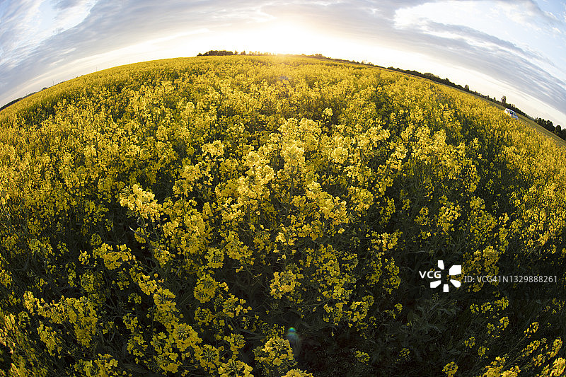 鱼眼镜头在天空的映衬下拍摄了黄色的油菜籽草。自然背景。图片素材