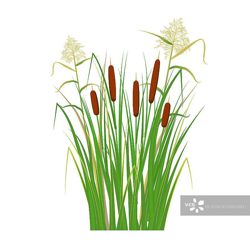 绿草里有甘蔗和芦苇。沼泽和河里的植物。矢量平面插图图片素材