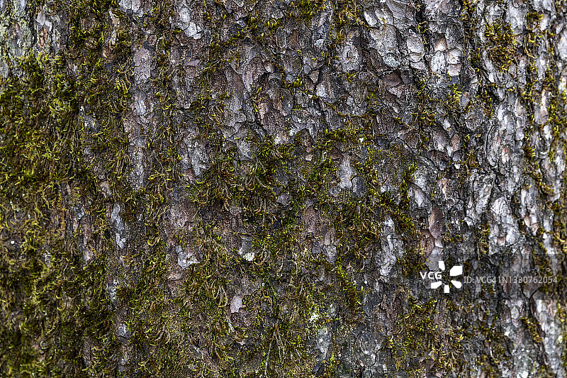 树干上的苔藓纹理图片素材