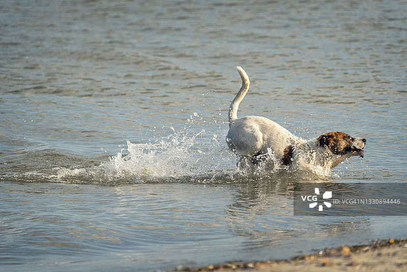 狗在黑海海滩游泳。图片素材