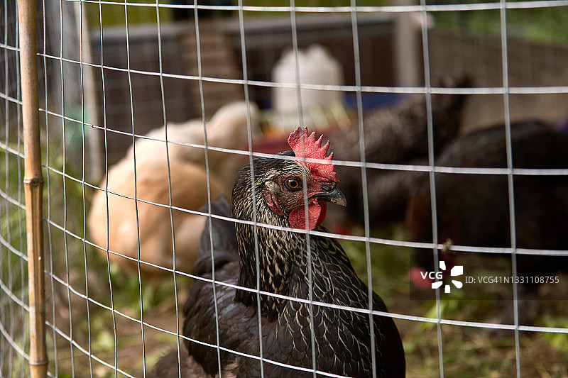 在一所乡村房子的农场里，小黑鸡的头在围栏后面，背景是鸡群图片素材
