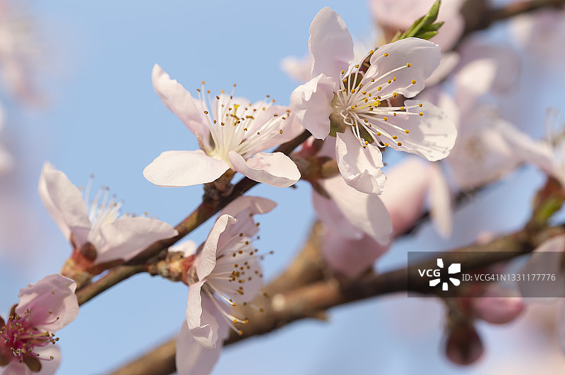 桃子Blossoms_2图片素材