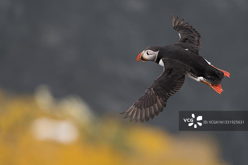 Flying Puffin (Fratercula arctica), Skoruvikurbjarg 鸟崖, Langanes 半岛, Nordurland eystra, 冰岛图片素材