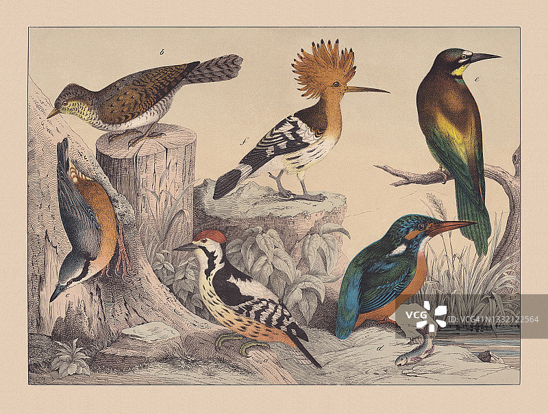 攀爬鸟(啄木鸟)和鸣禽，手工彩色彩色版画，1882年出版图片素材