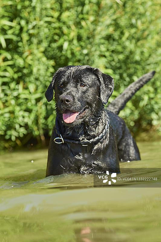 德国巴伐利亚湖上的黑色拉布拉多犬图片素材