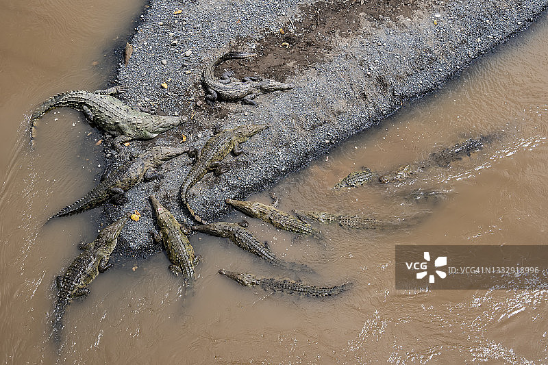 哥斯达黎加河岸上的美洲鳄鱼(美洲鳄)图片素材
