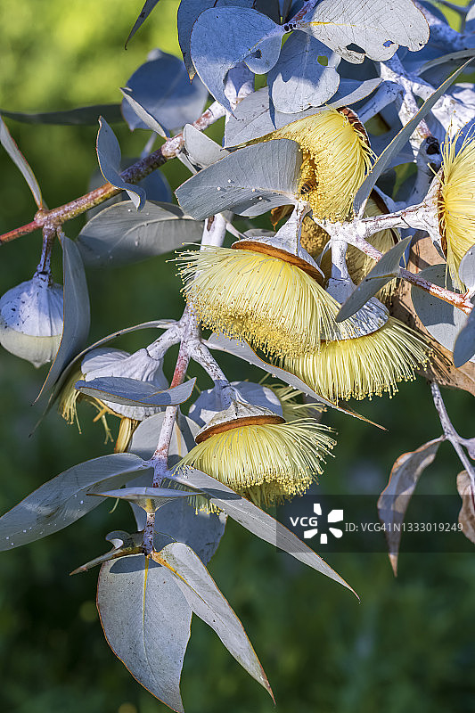 黄色开花桉树花-珀斯，西澳大利亚图片素材