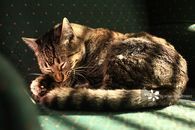 小猫在阳光下梳妆图片素材