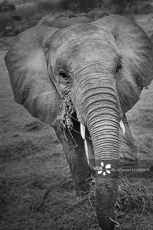 小象看着相机的可爱特写图片素材