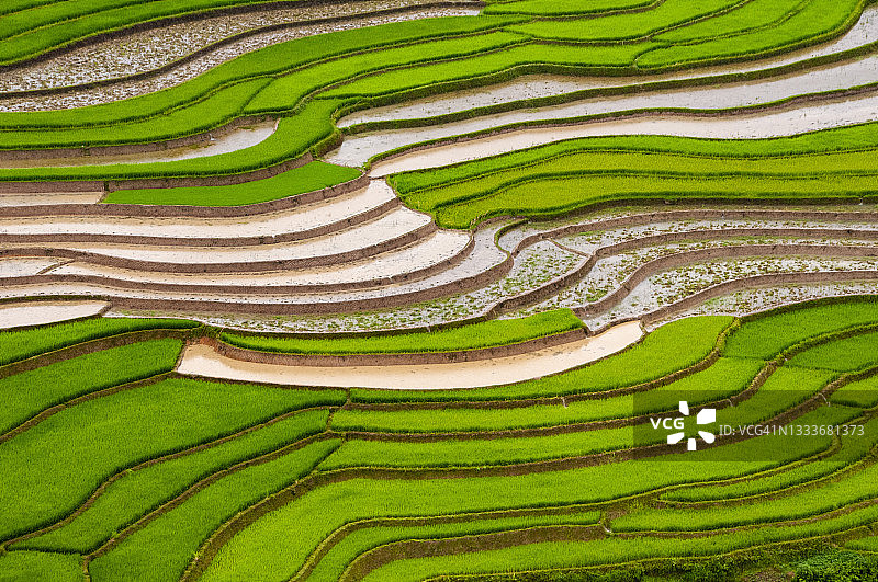 越南北部老街省Y Ty地区的黄色水稻梯田图片素材