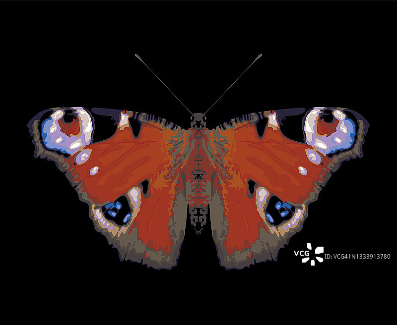 美丽的孔雀眼蝴蝶，张开翅膀图片素材
