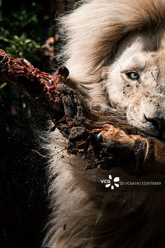 成年雄性白化狮子吃着猎物，看着摄像机图片素材