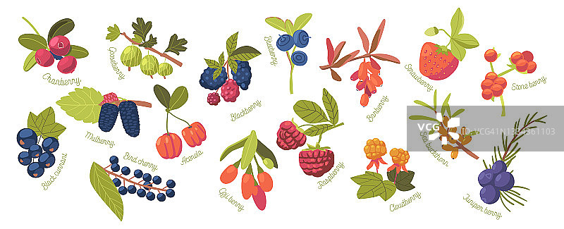 设置云莓，草莓，蔓越莓和覆盆子与石莓，针叶和枸杞。黑莓、杜松子、图片素材