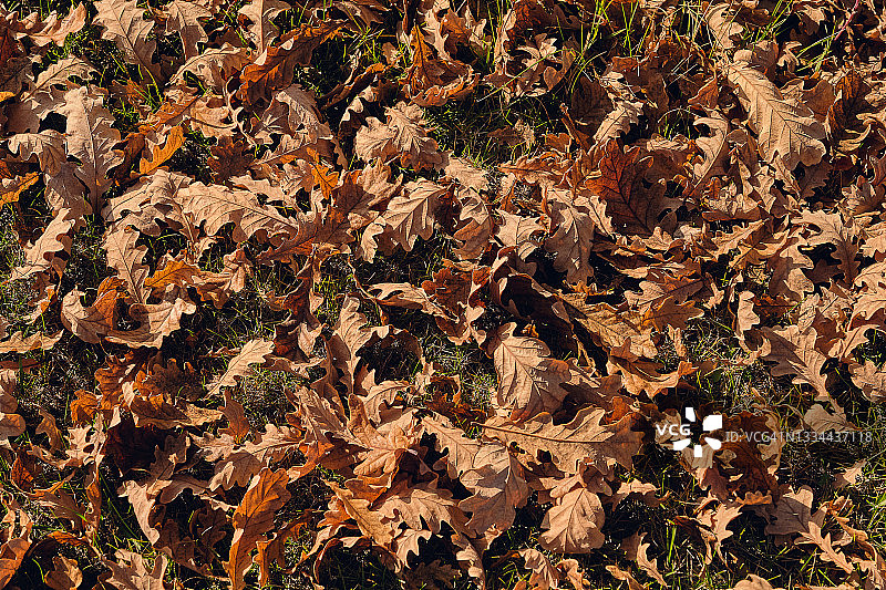 秋天的橡树树叶落在森林或公园，在绿色的草地上。图片素材
