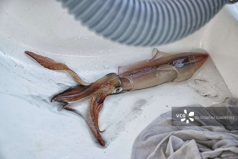爱琴海中捕获的鱿鱼的特写镜头图片素材