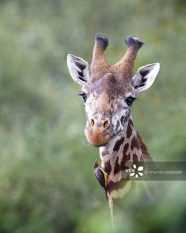 肯尼亚内罗毕公园长颈鹿头和公牛啄食的惊人特写图片素材