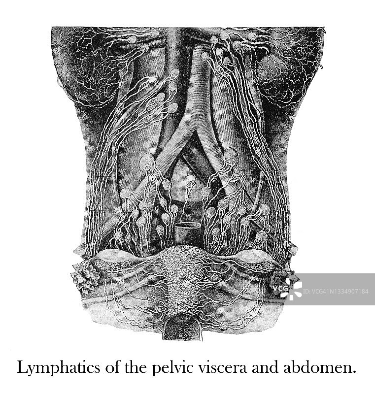 盆腔脏器和腹部淋巴管的古老雕刻插图图片素材