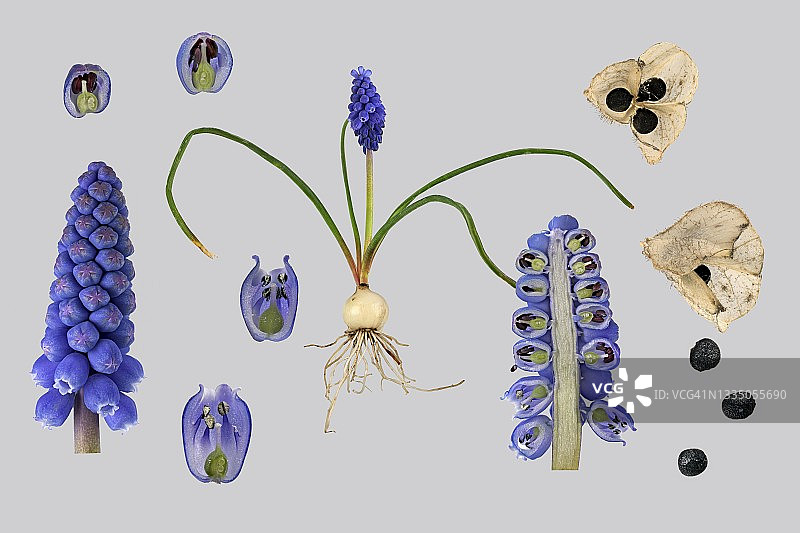 亚美尼亚葡萄风信子(Muscari armeniacum)，植物，花，球茎，花细节，种子站，种子，照片面板，德国图片素材