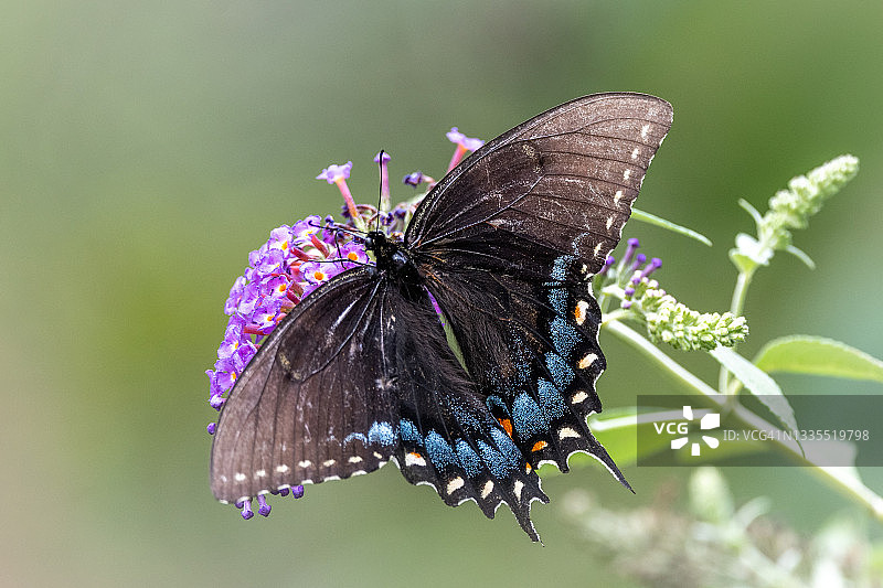 紫蝴蝶丛上的东方黑燕尾蝶图片素材