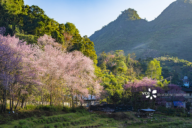 在泰国清迈的芳区Doi昂康山上，冬天的粉色泰国樱花的风景图片素材