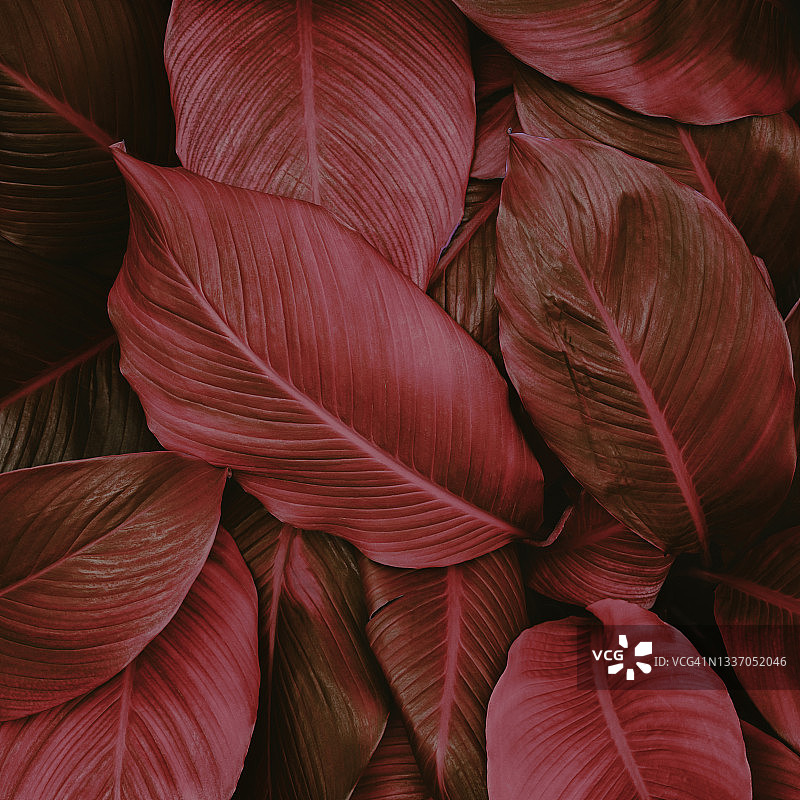 热带树叶，抽象绿叶纹理，自然背景图片素材