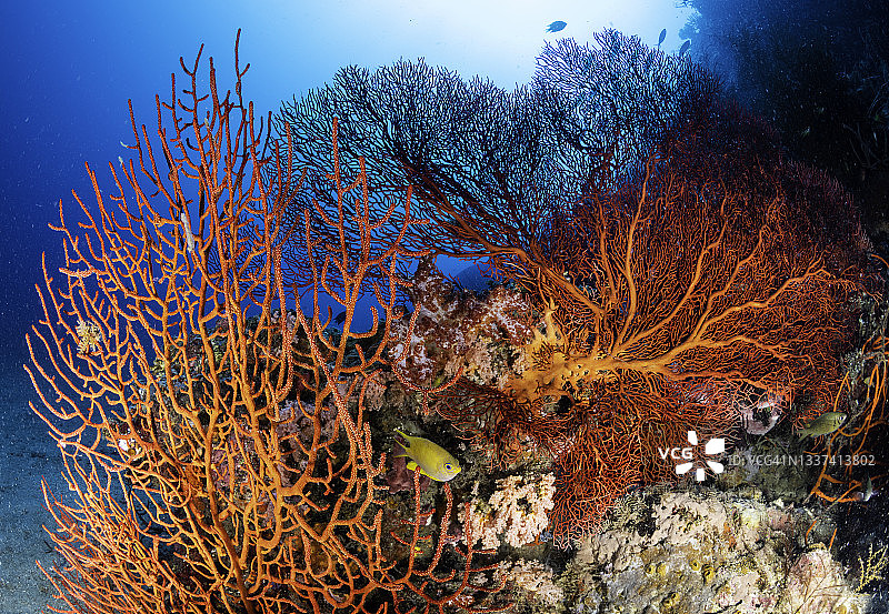 柳珊瑚海扇，金贝湾，巴布亚新几内亚。图片素材