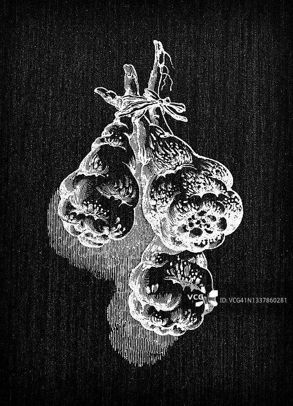 植物学蔬菜植物仿古雕刻插图:块茎旱金莲图片素材