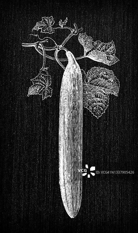 植物学蔬菜植物古董雕刻插图:罗利森的电报黄瓜图片素材