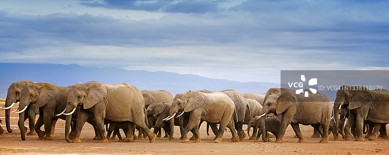 肯尼亚安博塞利，一群大象在风景中行进图片素材