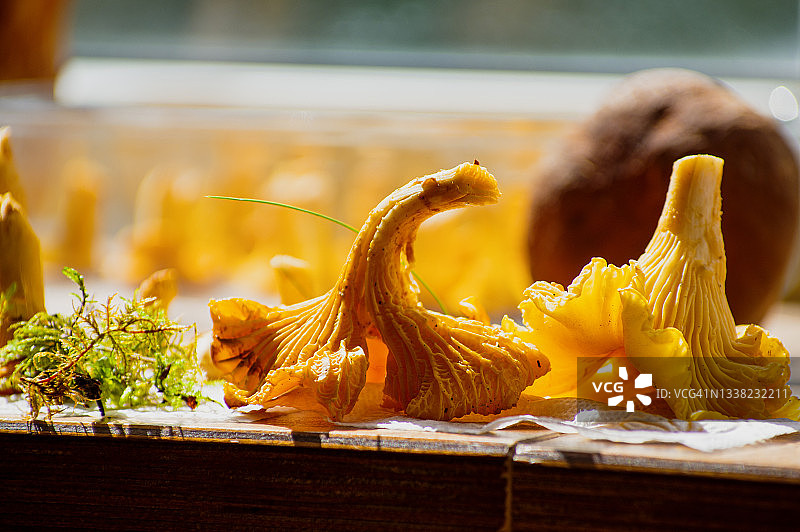 美味的素食鸡油菌蘑菇在其他蘑菇的背景图片素材