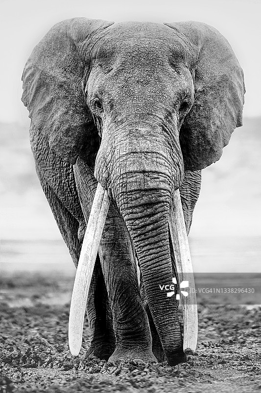 肯尼亚Amobseli的一幅名为托尔斯泰的大型象牙象的美丽画像图片素材