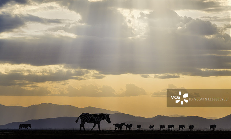 肯尼亚安博塞利美丽的阳光、山脉和斑马轮廓图片素材