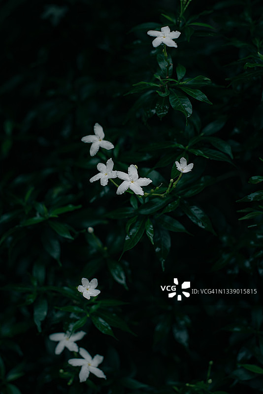 艺术抽象春天的背景自然绿叶和白色热带花的背景图片素材