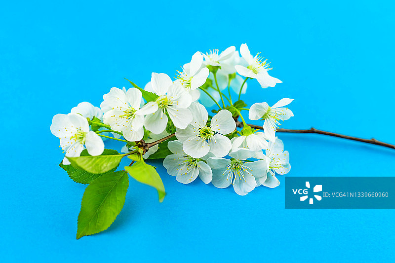 一棵开着白花的苹果树树枝，背景是明亮的蓝色纸。图片素材