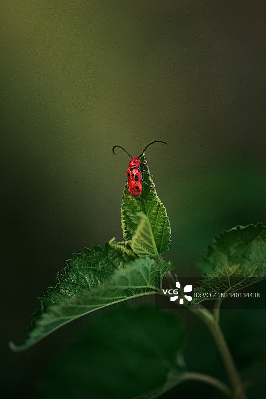 有黑点和红点的乳草甲虫吃树叶图片素材