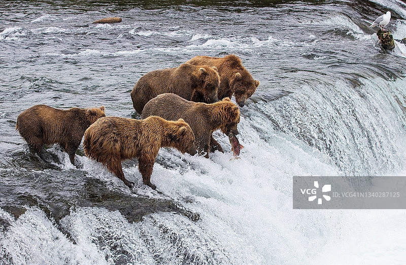 棕熊/灰熊在布鲁克斯瀑布吃鱼，卡特迈国家公园和保护区，阿拉斯加图片素材