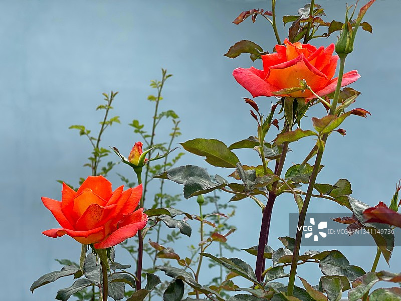 蓝色背景下的橙色玫瑰。充满活力的珊瑚玫瑰花瓣在花园里。美丽的玫瑰灌木花。图片素材