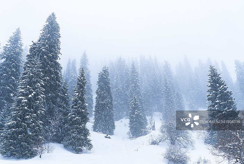 在冬天下雪和大雾的时候，山上的森林被雪覆盖。图片素材