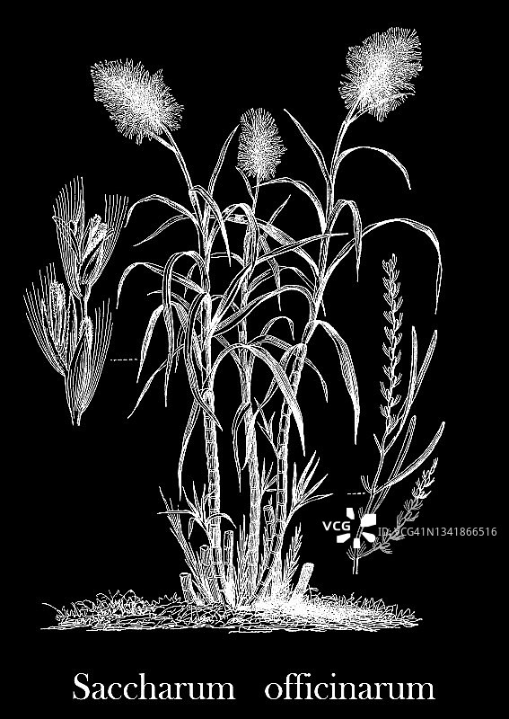 古老的甘蔗雕刻插图(Saccharum officinarum)图片素材