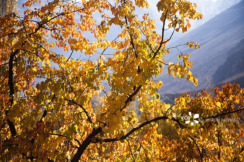 秋天的树叶闪闪发光图片素材