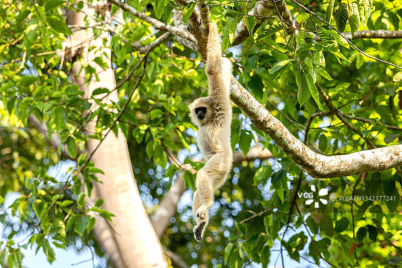 热带森林树枝上的白手长臂猿、普通长臂猿图片素材