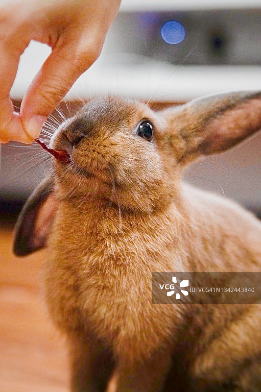 兔子喂食图片素材
