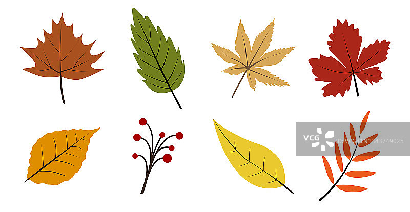 五颜六色的秋天树叶和浆果图片素材