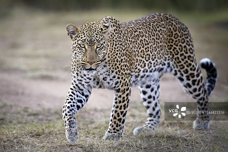 肯尼亚马赛马拉惊人的豹看相机的特写图片素材